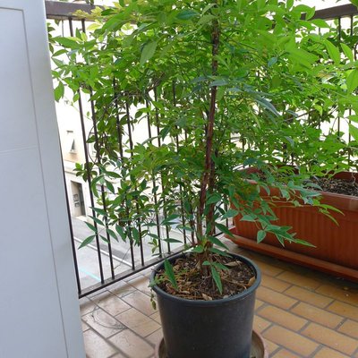 P1060148.jpg (158.48 KiB) Osservato 1970 volte P1060148.jpg