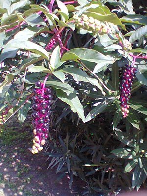 arbusti grappoli.jpg (93.33 KiB) Osservato 655 volte arbusti grappoli.jpg