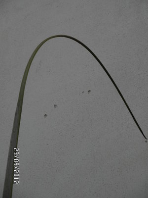 SAM_0439.Rid.JPG (111.22 KiB) Osservato 574 volte SAM_0439.Rid.JPG