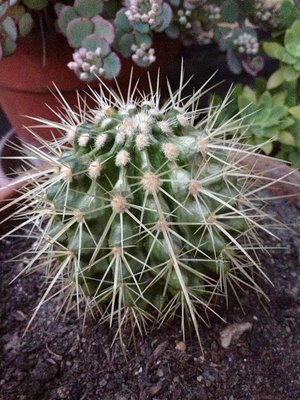 Photo 16-10-12 18 50 33.jpg (94.08 KiB) Osservato 906 volte Photo 16-10-12 18 50 33.jpg