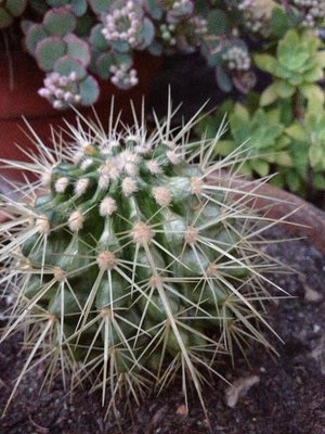 Photo 16-10-12 18 50 39.jpg (83.87 KiB) Osservato 790 volte Photo 16-10-12 18 50 39.jpg