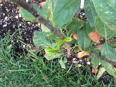 Siepe oggi / lauro8.jpg lauro8.jpg