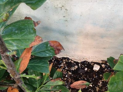 Siepe oggi / lauro6.jpg lauro6.jpg