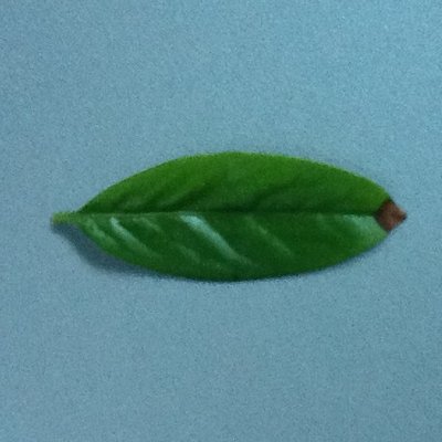 Foglia nuova con punta marrone / lauro4.jpg lauro4.jpg