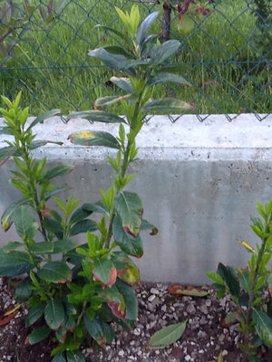 Siepe oggi / lauro2.jpg lauro2.jpg