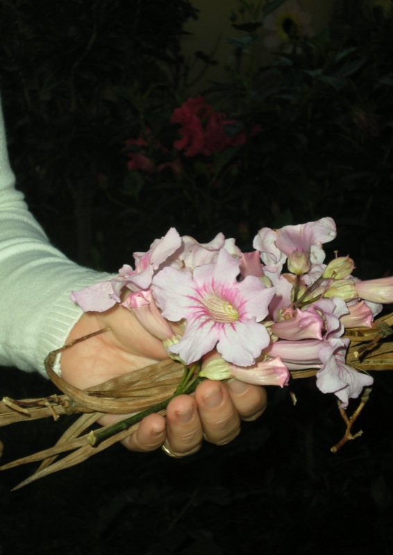 DSCN2039.JPG DSCN2039.JPG