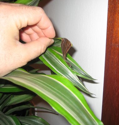 IMG_2876.JPG (178.41 KiB) Osservato 706 volte IMG_2876.JPG