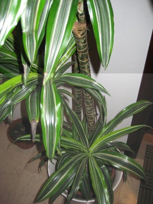 IMG_2878.JPG (169.64 KiB) Osservato 706 volte IMG_2878.JPG