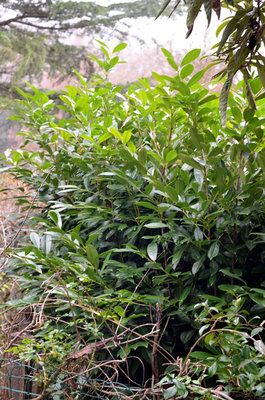 siepe01.JPG (175.97 KiB) Osservato 594 volte siepe01.JPG