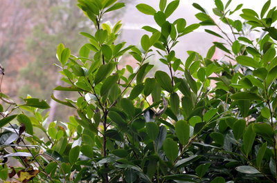 siepe02.JPG (132.3 KiB) Osservato 594 volte siepe02.JPG