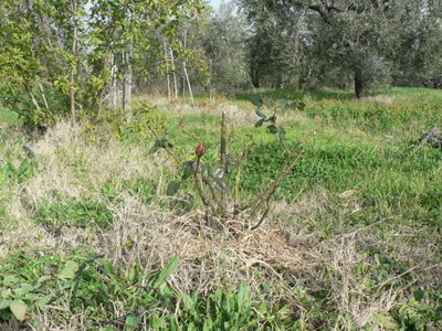 rosa 1 / P1110807 (FILEminimizer).JPG P1110807 (FILEminimizer).JPG