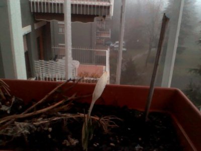 IL FIORE / StillCap0000.jpg StillCap0000.jpg