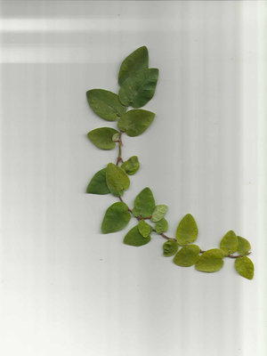 Scansiona.jpg (140.41 KiB) Osservato 695 volte Scansiona.jpg