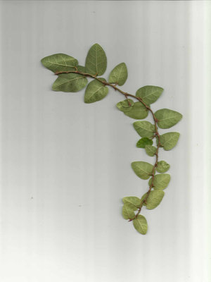 Scansiona-1.jpg (133.55 KiB) Osservato 695 volte Scansiona-1.jpg