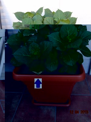 Ortensia1.jpg (292.1 KiB) Osservato 588 volte Ortensia1.jpg