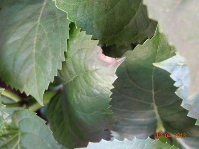 Notare la punta della foglia. / PuntaFoglia.jpg PuntaFoglia.jpg