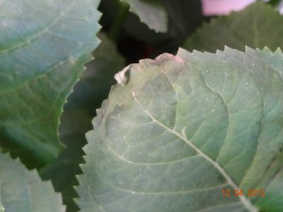 Notare la punta della foglia. / PuntaFoglia2.jpg PuntaFoglia2.jpg