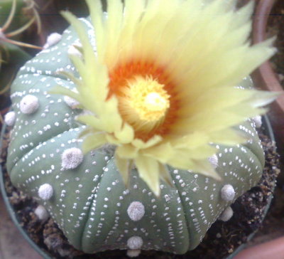 Astrophitum asterias superkabuto.jpg (104.24 KiB) Osservato 1119 volte Astrophitum asterias superkabuto.jpg