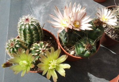 Echinocereus.jpg (104.4 KiB) Osservato 1050 volte Echinocereus.jpg