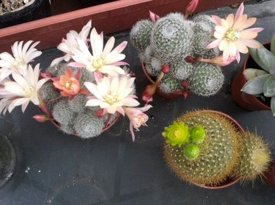 Rebutie+notocactus.jpg (111.47 KiB) Osservato 1025 volte Rebutie+notocactus.jpg