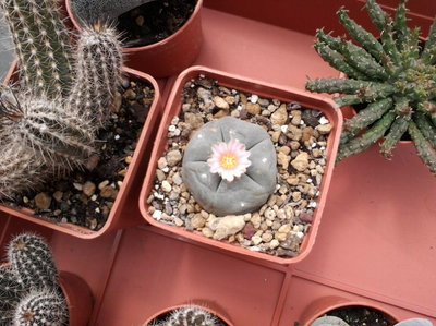 Lophophora.jpg (126.89 KiB) Osservato 1020 volte Lophophora.jpg