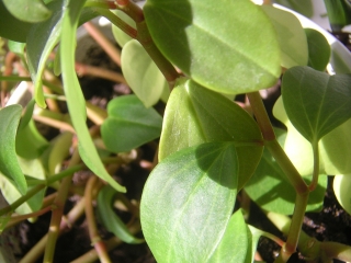 la suddetta! / fiori 122.jpg fiori 122.jpg