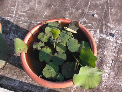 SANY0002.JPG (94.42 KiB) Osservato 592 volte SANY0002.JPG