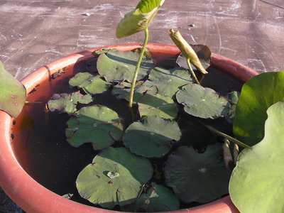 SANY0003.JPG (108.14 KiB) Osservato 592 volte SANY0003.JPG