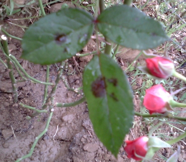 Untitled 1.jpg Untitled 1.jpg