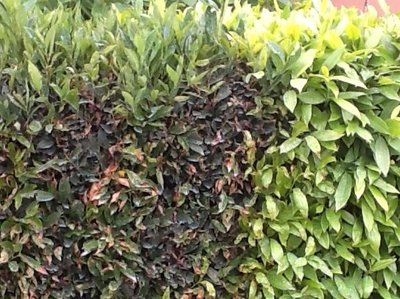 image.jpg (127.55 KiB) Osservato 649 volte image.jpg