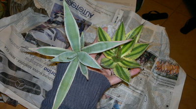 Agavi.jpg (77.28 KiB) Osservato 773 volte Agavi.jpg