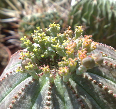 ObesaFiori.jpg (151.28 KiB) Osservato 1122 volte ObesaFiori.jpg