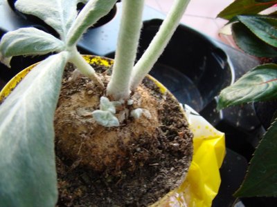 la pianta sembra essere nata da un bulbo o qualcosa del genere. / DSC05331.JPG DSC05331.JPG