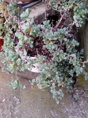 IMG_20130609_105126pianta grassa.jpg (281.57 KiB) Osservato 655 volte IMG_20130609_105126pianta grassa.jpg