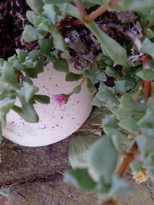 IMG_20130609_105150grassa2.jpg (173.93 KiB) Osservato 655 volte IMG_20130609_105150grassa2.jpg