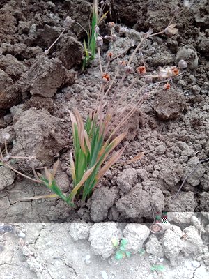 IMG_20130609_111023fior.jpg (327.06 KiB) Osservato 449 volte IMG_20130609_111023fior.jpg