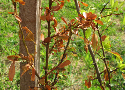 PYRACANTHA 2 .jpg (222.69 KiB) Osservato 1455 volte PYRACANTHA 2 .jpg