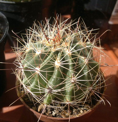 questa è una foto del piccolo,nato lungo il fusto e separato dalla madre.Si vedono abbastanza bene le costolature / P5.jpg P5.jpg