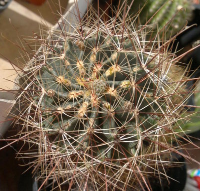 particolare della testa della madre,si vede il bocciolo più grosso / P6.jpg P6.jpg