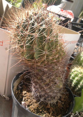 questo è l'insieme della madre / P7.jpg P7.jpg