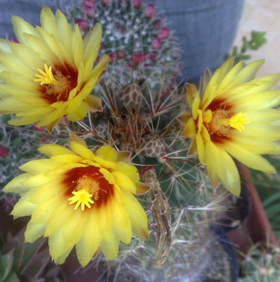 ..e questi sono i fiori,foto di un paio d'anni fa,sono molto grandi(circa 7-8 cm),e profumano di talco. / P8.jpg P8.jpg