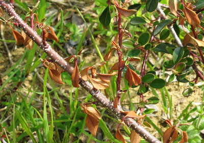 COTONEASTER 1.jpg (219.98 KiB) Osservato 1569 volte COTONEASTER 1.jpg