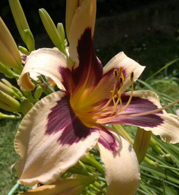 2013-06-25-323_1.jpg (97.45 KiB) Osservato 698 volte 2013-06-25-323_1.jpg