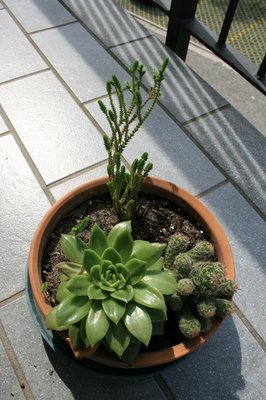 IMG_7014 40.JPG (240.81 KiB) Osservato 737 volte IMG_7014 40.JPG