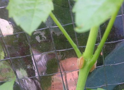 Buccinasco-20130711-00062_1.jpg (108.92 KiB) Osservato 589 volte Buccinasco-20130711-00062_1.jpg