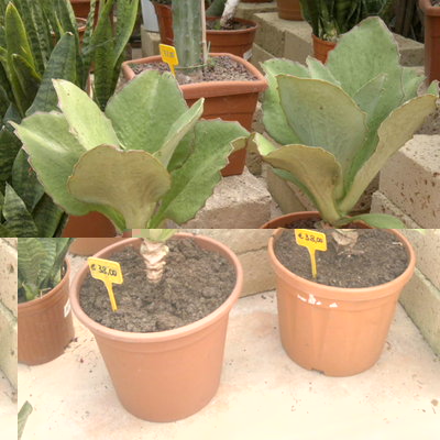 Bu.jpg (109.86 KiB) Osservato 688 volte Bu.jpg