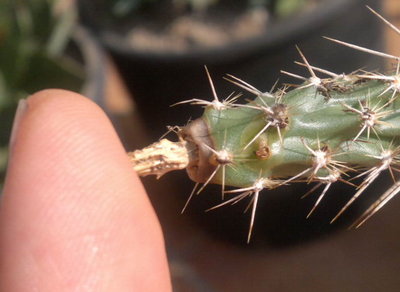 Grusonia.jpg (61.46 KiB) Osservato 601 volte Grusonia.jpg