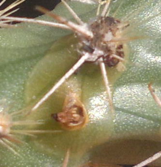 Grusonia 1_1.jpg Grusonia 1_1.jpg