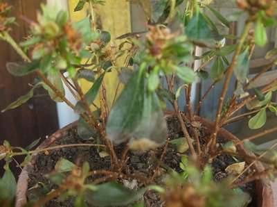 HPIM2631.JPG (178.22 KiB) Osservato 578 volte HPIM2631.JPG