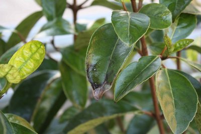 viburno / IMG_1421.JPG IMG_1421.JPG